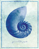 Nautilus Shell B