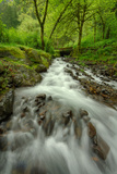 Forest Stream  Columbia River Gorge