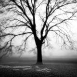 Fog Tree Study III