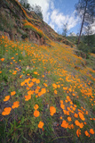 Poppy Hillside