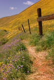 Central Valley Spring Roadside Scene