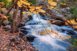 Scene of Autumn Leaves and Duck Brook