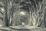 Cypress Tree Road  Point Reyes