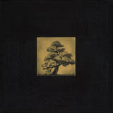 Bonsai Sacred Tree