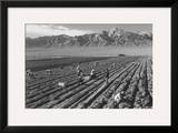 Farm  Farm Workers  Mt Williamson in Background