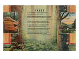 Kilmer Tree Poem  Forest