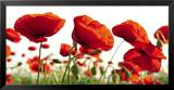Poppy Blossoms
