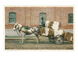 Cotton Cart Pulled by Horse