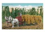 Hops Harvest in California