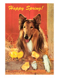 Happy Spring  Collie and Chicks