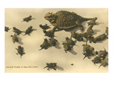 Baby Horned Toads
