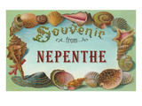 Seashell Souvenir from Nepenthe  California