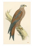 Illustration of Kite on Branch