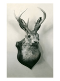 Stuffed Jackalope