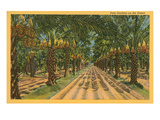 Date Palms  Indio  California