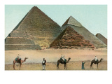 Camels by Pyramids  Egypt