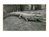 Smiling Alligator