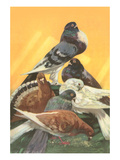 Pigeons
