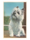 Young Terrier
