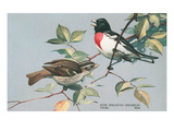 Rose-Breasted Grosbeaks