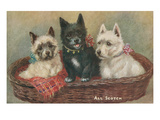Three Terriers in a Basket