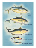 Kinds of Tuna Fish