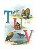 Alphabet Animals  Tm U and V