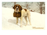 Rescue St Bernard  Montana