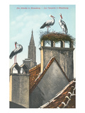 Storks in Strasbourg  France