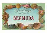 Greetings from Bermuda  Seashells