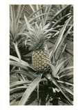 Pineapple Plant