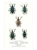Exotic Beetles
