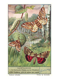 Moths and Caterpilar