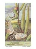 Moth and Caterpillar