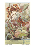 Moths and Caterpilar