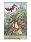 Moths and Caterpilar
