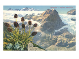 Mountain Flowers  Swiss Alps