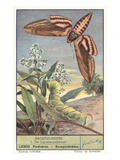 Moth and Caterpillar