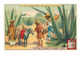 Extraction of Pulque  Magueys  Mexico