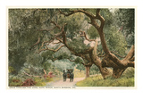 Oak Trees  Hope Ranch  Santa Barbara  California