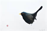 Amsel  2011