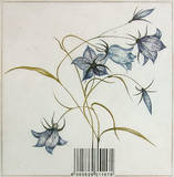 Campanula 2012