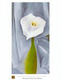 calla lily on grey