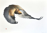 Steinadler  2011