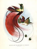 Red Bird-Of-Paradise