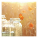 Butterfly Perch