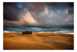 Cypresses