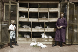 Bunny Rabbit Breeding  1935