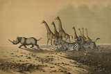 The Zebra  The Giraffe  The White Rhinoceros