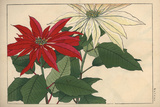 Crimson and White Poinsettia